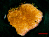  (Montipora efflorescens - SIRS-100)  @13 [ ] Copyright (2015) Yerushalmy M. IOLR