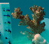  (Pocillopora - SIRS-001)  @13 [ ] Copyright (2015) Yerushalmy M. Tel Aviv University