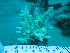  (Acropora squarrosa - SIRS-130)  @13 [ ] Copyright (2015) Yerushalmy M. IOLR