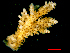  (Acropora cytherea - SIRS-156)  @13 [ ] Copyright (2015) Yerushalmy M. IOLR