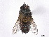  (Anacamptomyia - CCDB-37877-B09)  @11 [ ] CreativeCommons - Attribution (2023) CBG Photography Group Centre for Biodiversity Genomics