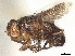  (Catharosia calva - CCDB-37877-F06)  @11 [ ] CreativeCommons - Attribution (2023) CBG Photography Group Centre for Biodiversity Genomics