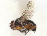  (Catharosia lustrans - CCDB-37877-F07)  @11 [ ] CreativeCommons - Attribution (2023) CBG Photography Group Centre for Biodiversity Genomics