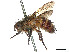  (Eristaliomyia brevipennis - CCDB-37878-C08)  @11 [ ] CreativeCommons - Attribution (2023) CBG Photography Group Centre for Biodiversity Genomics