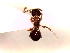  (Pristomyrmex punctatus - SJU143)  @13 [ ] CreativeCommons - Attribution Share-Alike (2016) Unspecified Sang-ji University