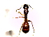  (Camponotus kiusiuensis - SJU372)  @12 [ ] CreativeCommons - Attribution Share-Alike (2016) Unspecified Sang-ji University