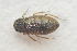  ( - IBSAS-TA3449)  @11 [ ] CreativeCommons  Attribution Non-Commercial Share-Alike (2018) Unspecified Slovak Academy of Sciences, Plant Science and Biodiversity Centre