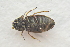  ( - IBSAS-TA3449)  @11 [ ] CreativeCommons  Attribution Non-Commercial Share-Alike (2018) Unspecified Slovak Academy of Sciences, Plant Science and Biodiversity Centre