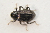  ( - IBSAS-TA3802)  @11 [ ] CreativeCommons  Attribution Non-Commercial Share-Alike (2018) Unspecified Slovak Academy of Sciences, Plant Science and Biodiversity Centre