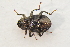  ( - IBSAS-TA3802)  @11 [ ] CreativeCommons  Attribution Non-Commercial Share-Alike (2018) Unspecified Slovak Academy of Sciences, Plant Science and Biodiversity Centre