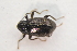  ( - IBSAS-TA3827)  @11 [ ] CreativeCommons  Attribution Non-Commercial Share-Alike (2018) Unspecified Slovak Academy of Sciences, Plant Science and Biodiversity Centre