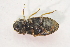  ( - IBSAS-TA3835)  @11 [ ] CreativeCommons  Attribution Non-Commercial Share-Alike (2018) Unspecified Slovak Academy of Sciences, Plant Science and Biodiversity Centre