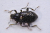  ( - IBSAS-TA3898)  @11 [ ] CreativeCommons  Attribution Non-Commercial Share-Alike (2018) Unspecified Slovak Academy of Sciences, Plant Science and Biodiversity Centre