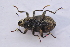  ( - IBSAS-TA3898)  @11 [ ] CreativeCommons  Attribution Non-Commercial Share-Alike (2018) Unspecified Slovak Academy of Sciences, Plant Science and Biodiversity Centre