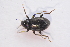  ( - IBSAS-TA3909)  @11 [ ] CreativeCommons  Attribution Non-Commercial Share-Alike (2018) Unspecified Slovak Academy of Sciences, Plant Science and Biodiversity Centre