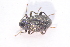  ( - IBSAS-TA3941)  @11 [ ] CreativeCommons  Attribution Non-Commercial Share-Alike (2018) Unspecified Slovak Academy of Sciences, Plant Science and Biodiversity Centre