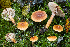  (Lactarius aurantiacus - SNMH547)  @11 [ ] CreativeCommons  Attribution Non-Commercial Share-Alike (2019) I. Kautmanova Slovak National Museum-Natural History Museum