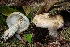  (Lactarius leonis - SNMH562)  @11 [ ] CreativeCommons  Attribution Non-Commercial Share-Alike (2019) I. Kautmanova Slovak National Museum-Natural History Museum