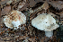  (Lactarius acris - SNMH564)  @11 [ ] CreativeCommons  Attribution Non-Commercial Share-Alike (2019) I. Kautmanova Slovak National Museum-Natural History Museum