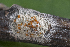  (Cordyceps confragosa - SNMM24_3)  @11 [ ] CreativeCommons  Attribution Non-Commercial Share-Alike (2018) Ivona Kautmanova Slovak National Museum-Natural History Museum