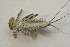  ( - IBSAS-BC3024)  @11 [ ] CreativeCommons  Attribution Non-Commercial Share-Alike (2020) Patrik Macko Slovak Academy of Sciences, Plant Science and Biodiversity Centre