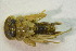  (Ecdyonurus subalpinus - IBSAS-BC3450)  @11 [ ] CreativeCommons  Attribution Non-Commercial Share-Alike (2020) Patrik Macko Slovak Academy of Sciences, Plant Science and Biodiversity Centre