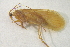  (Chaetopteryx polonica - IBSAS-BC4531)  @11 [ ] CreativeCommons  Attribution Non-Commercial Share-Alike (2023) Unspecified Slovak Academy of Sciences, Plant Science and Biodiversity Centre