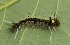  ( - SLC00974)  @11 [ ] CreativeCommons - Attribution Non-Commercial Share-Alike (2017) Carlo L. Seifert Institute of Entomology, Biology Centre CAS, Ceske Budejovice