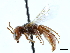  (Macrotera texana - CCDB-34953-C09)  @11 [ ] CreativeCommons - Attribution (2019) CBG Photography Group Centre for Biodiversity Genomics