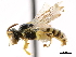  (Perdita stottleri - CCDB-34953-D09)  @11 [ ] CreativeCommons - Attribution (2019) CBG Photography Group Centre for Biodiversity Genomics