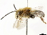  (Eucera rosae - CCDB-34953-G09)  @14 [ ] CreativeCommons - Attribution (2019) CBG Photography Group Centre for Biodiversity Genomics