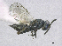 (Dinotoides tenebricus - SMNS_39978)  @11 [ ] CreativeCommons  Attribution Share-Alike (by-sa) (2020) State Museum of Natural History Stuttgart State Museum of Natural History Stuttgart