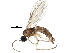  (Corynoptera globiformis - BIOUG16041-A03)  @14 [ ] CreativeCommons - Attribution (2015) CBG Photography Group Centre for Biodiversity Genomics