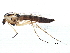  (Chironomus nr. atroviridis 2i IP2013 - BIOUG21931-C06)  @15 [ ] CreativeCommons - Attribution (2015) CBG Photography Group Centre for Biodiversity Genomics