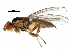  (Diptera - BIOUG21963-D11)  @17 [ ] CreativeCommons - Attribution (2015) CBG Photography Group Centre for Biodiversity Genomics