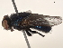  (Protocalliphora fallisi - BIOUG22024-G10)  @11 [ ] CreativeCommons - Attribution (2021) CBG Photography Group Centre for Biodiversity Genomics