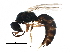  (Spilomena troglodytes - BIOUG25479-F01)  @14 [ ] CreativeCommons - Attribution (2015) CBG Photography Group Centre for Biodiversity Genomics