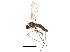  (Corynoptera tetrachaeta - BIOUG25524-C02)  @15 [ ] CreativeCommons - Attribution (2015) CBG Photography Group Centre for Biodiversity Genomics