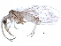  (Coniopterygidae - BIOUG25601-H10)  @14 [ ] CreativeCommons - Attribution (2015) CBG Photography Group Centre for Biodiversity Genomics