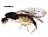  (Strongylophthalmyia angustipennis - BIOUG25630-B07)  @14 [ ] CreativeCommons - Attribution (2016) CBG Photography Group Centre for Biodiversity Genomics