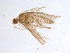  (Hydroptila talladega - 10SMTRI-020)  @13 [ ] CreativeCommons - Attribution (2010) Unspecified Centre for Biodiversity Genomics
