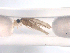  (Stactobiella martynovi - 10SMTRI-023)  @12 [ ] CreativeCommons - Attribution (2010) Unspecified Centre for Biodiversity Genomics