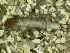  (Pseudogoera singularis - HICAD-0001)  @12 [ ] CreativeCommons - Attribution (2010) Unspecified Centre for Biodiversity Genomics