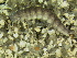  (Rhyacophila formosa - HICAD-0022)  @12 [ ] CreativeCommons - Attribution (2010) Unspecified Centre for Biodiversity Genomics