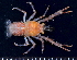  (Galathea labidolepta - AFR303_4)  @11 [ ] CreativeCommons - Attribution Share-Alike (2024) Unspecified University of Cape Town