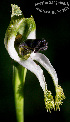  (Bipinnula polysyka - SanguinettiA0322)  @11 [ ] CreativeCommons - Attribution Non-Commercial No Derivatives (2017) Agustín Sanguinetti Agustín Sanguinetti