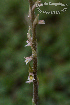  (Brachystele bracteosa - SanguinettiA0143)  @11 [ ] CreativeCommons - Attribution Non-Commercial No Derivatives (2017) Agustín Sanguinetti Agustín Sanguinetti