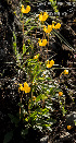  (Calceolaria biflora - SanguinettiA0332)  @11 [ ] CreativeCommons - Attribution Non-Commercial No Derivatives (2017) Agustín Sanguinetti Agustín Sanguinetti