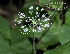  (Hydrocotyle leucocephala - SanguinettiA0228)  @11 [ ] CreativeCommons - Attribution Non-Commercial No Derivatives (2017) Agustín Sanguinetti Agustín Sanguinetti