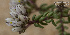  (Polygala cyparissias - SanguinettiA0356)  @11 [ ] CreativeCommons - Attribution Non-Commercial No Derivatives (2017) Agustín Sanguinetti Agustín Sanguinetti